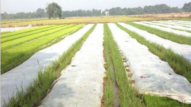 水稻育秧無(wú)紡布