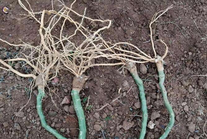 無(wú)紡布育苗袋對(duì)幼苗生長(zhǎng)的影響