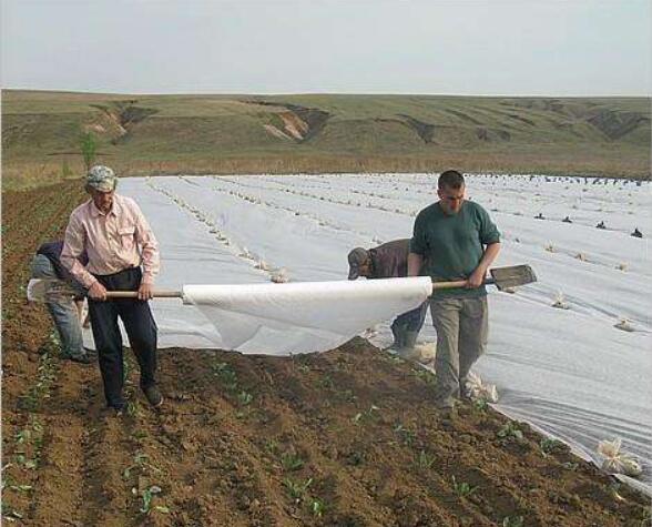 水稻育秧無紡布的使用